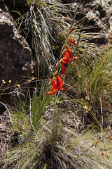 Gladiolus saundersii