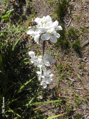 Libertia chilensis