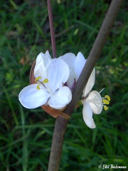 Libertia chilensis