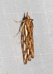 Meyrickella torquesauria