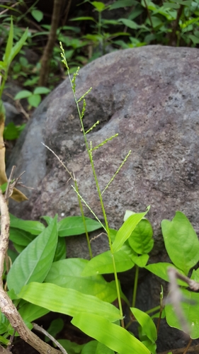 Acroceras elegans image