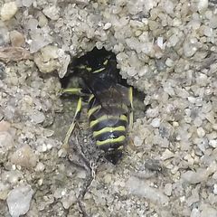 Bembicinae