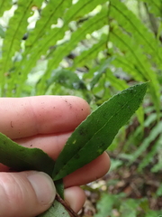 Gaultheria paniculata
