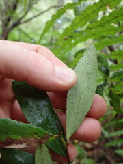 Gaultheria paniculata