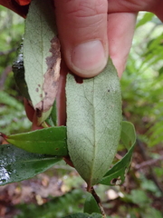 Gaultheria paniculata