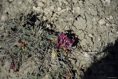 Astragalus incanus nummularioides