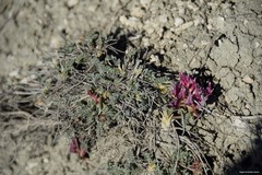 Astragalus incanus nummularioides