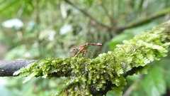 Fulgorinae
