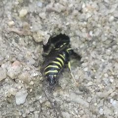 Bembicinae