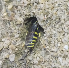 Bembicinae