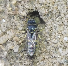 Bembicinae