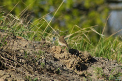Passeriformes