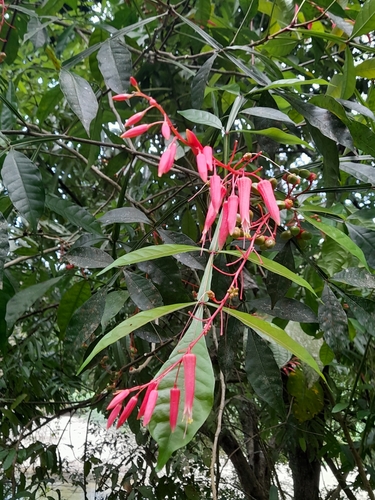 Quassia amara