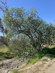 Aesculus californica