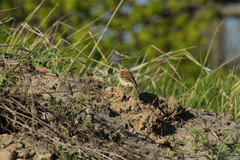 Passeriformes