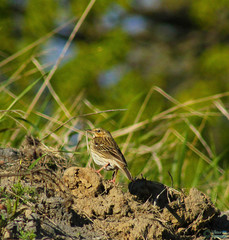 Passeriformes