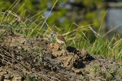 Passeriformes