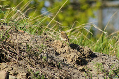 Passeriformes