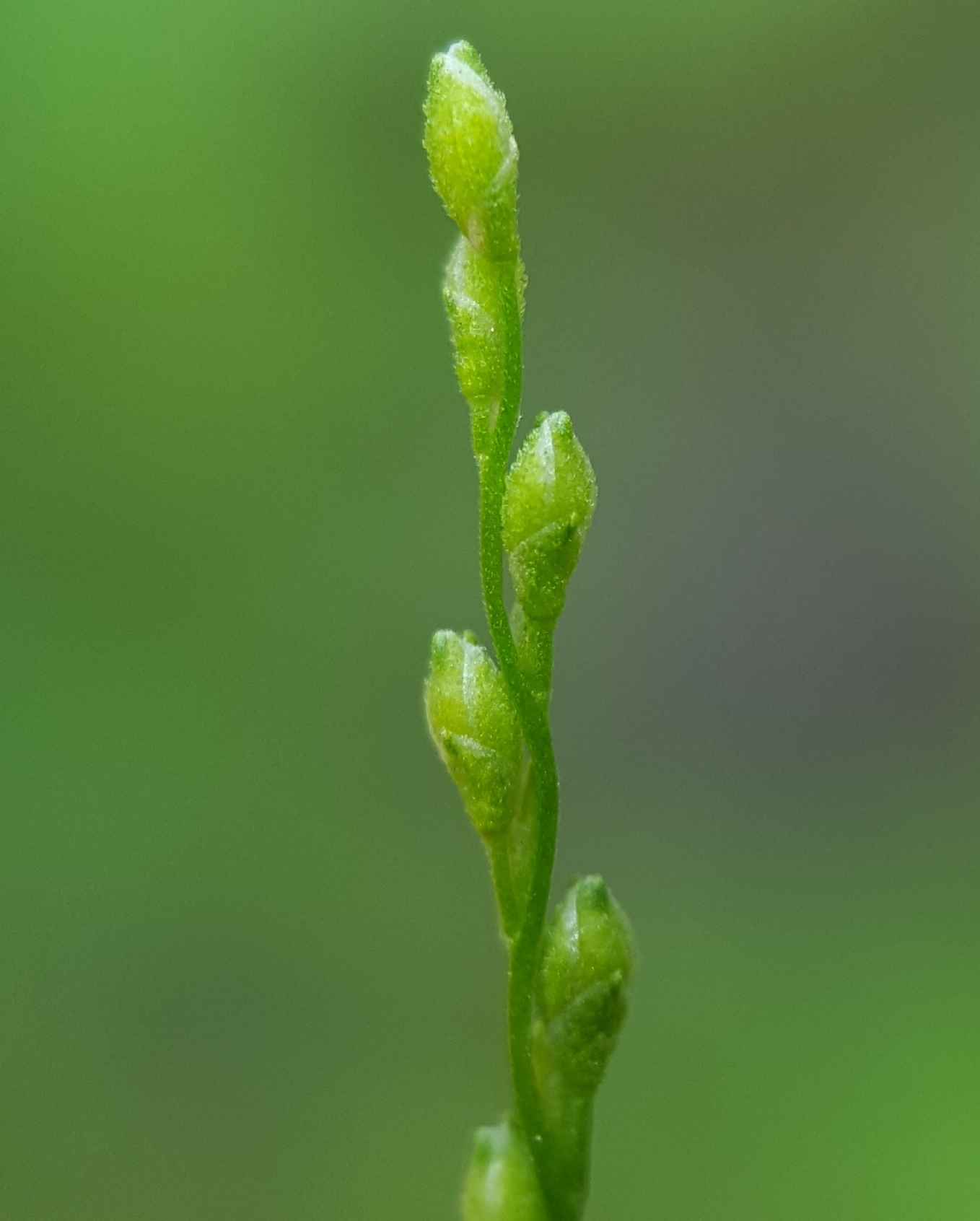 (c) François Rousseu, certains droits réservés (CC BY-NC) https://www.inaturalist.org/observations/106813839