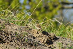 Passeriformes