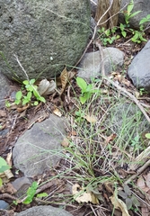 Aristida adscensionis