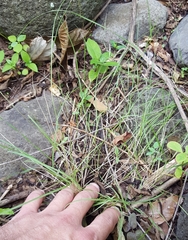Aristida adscensionis
