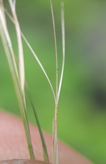 Aristida adscensionis