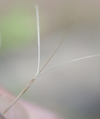 Aristida adscensionis