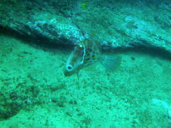 Eubalichthys mosaicus