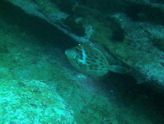 Eubalichthys mosaicus