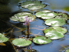 Pontederia diversifolia