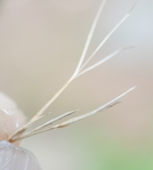 Aristida adscensionis