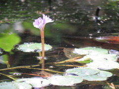 Pontederia diversifolia