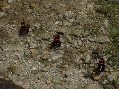 Heliconius telesiphe