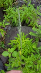 Aristida setacea