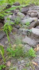 Aristida setacea