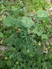 Ranunculus cassubicus