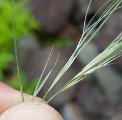 Aristida setacea
