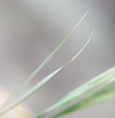 Aristida setacea