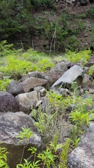 Aristida setacea