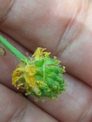 Ranunculus cassubicus