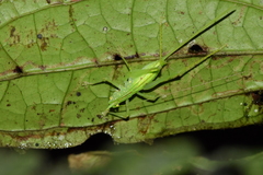 Daedalellus