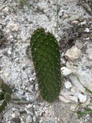 Opuntia microdasys