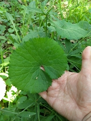 Ranunculus cassubicus