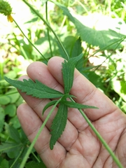 Ranunculus cassubicus