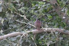 Columba palumbus