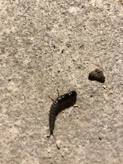 Coleoptera
