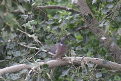 Columba palumbus