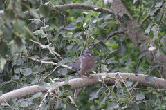 Columba palumbus