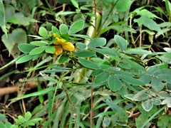 Senna cobanensis